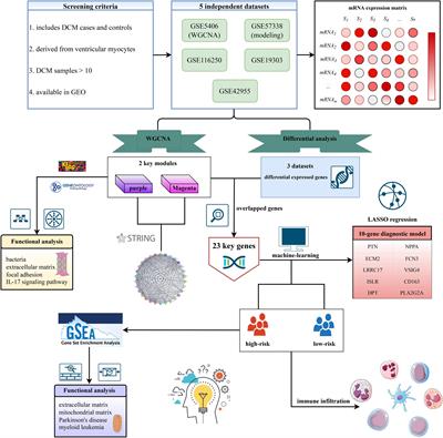 Frontiers | Exploring Key Genes to Construct a Diagnosis Model of 